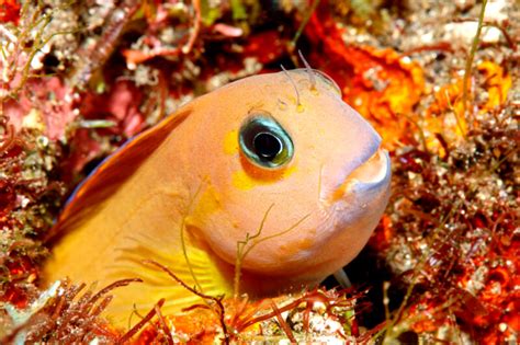 midas blenny lifespan|Midas Blenny Care: Breeding Care, Diet, Tank Size & Mates.